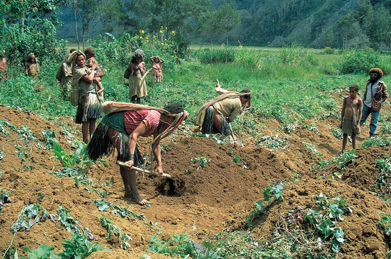 Papua Ancient Agriculture