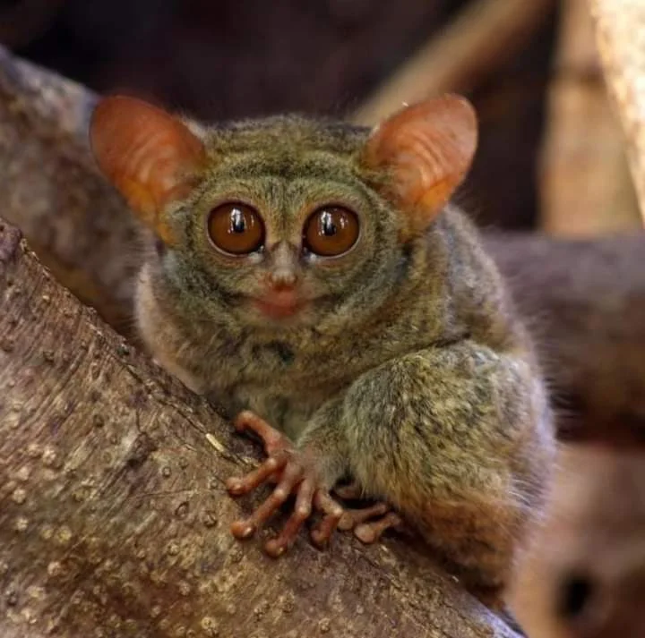 Tangkoko Tarsier and Wildlife Safari