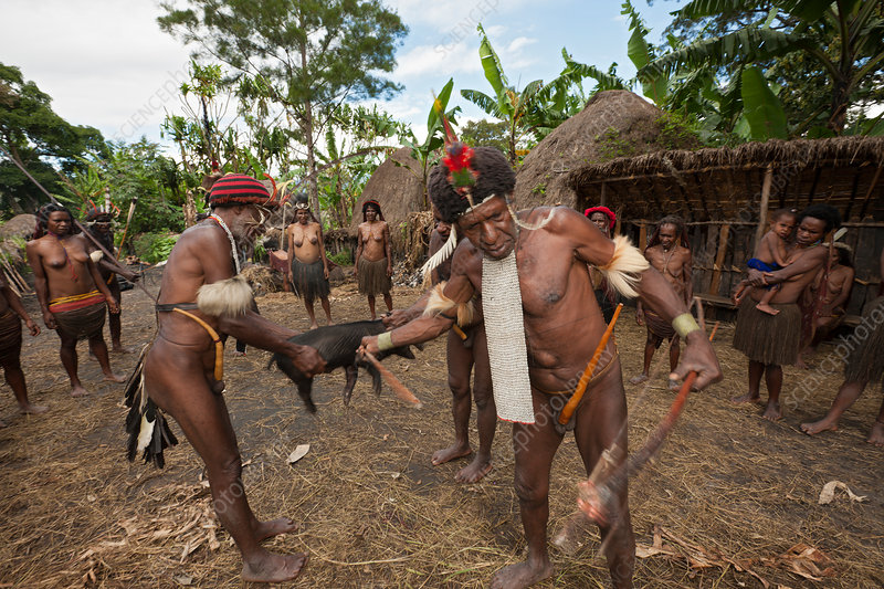 Dani Tribe Cultural Battle and Pig Feast Ceremony
