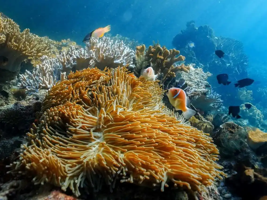 Raja Ampat Snorkeling Mansuar Friwen and Birds of Paradise