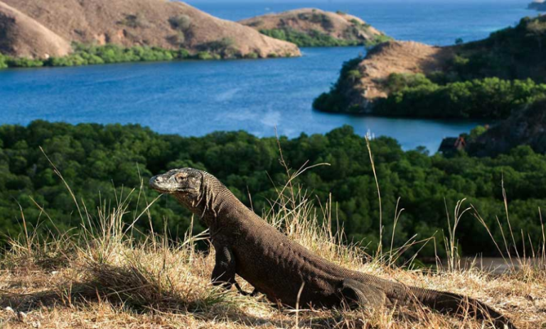 Rinca Island Komodo Dragon Trekking and Houseboat Liveaboard