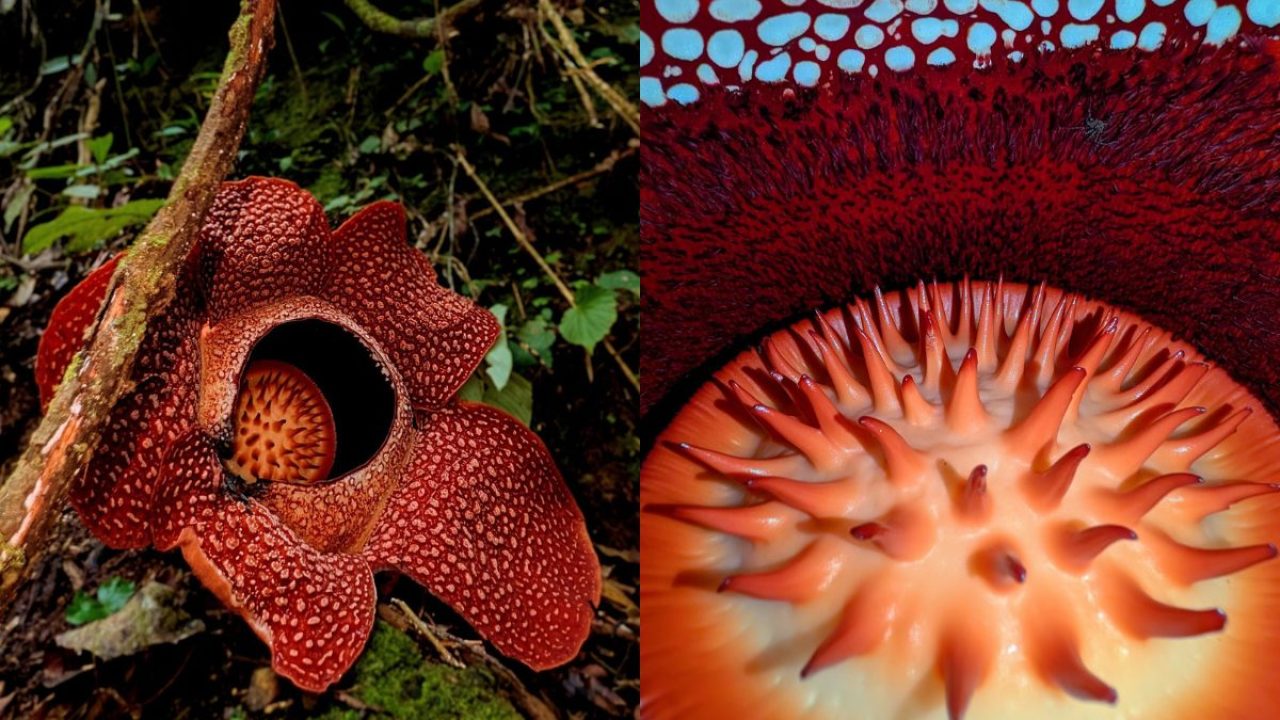 Botanical Wonders of Sumatra