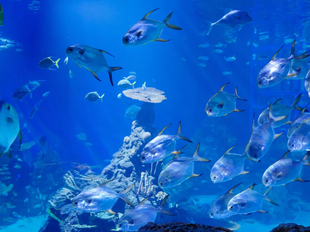 Bunaken and Togian Reefs