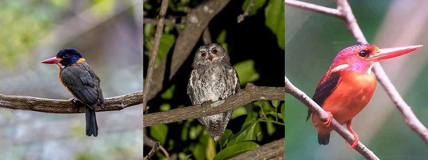 Avifauna Summary of Sulawesi Endemic Birds