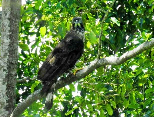 Anaso Trail Birding Lore Lindu