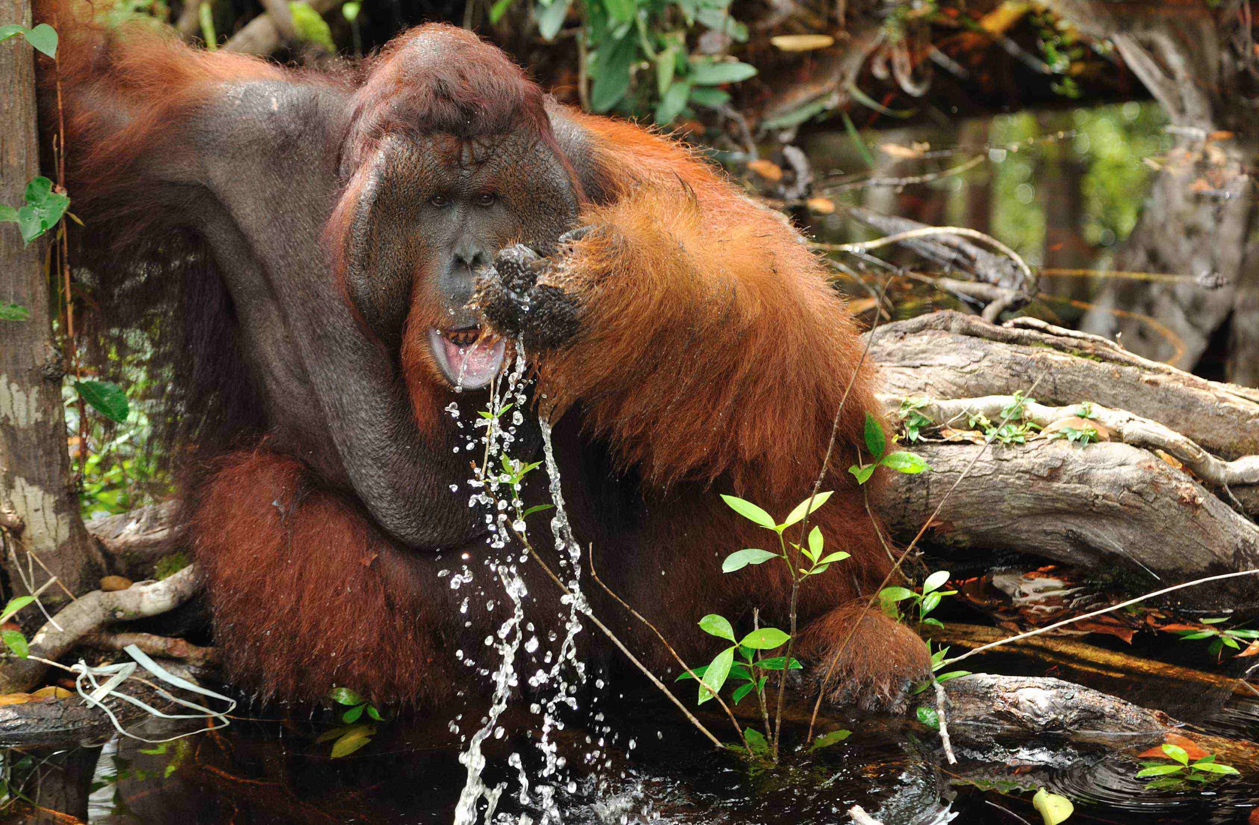 Orangutan Trekking, River Tubing in Bukit Lawang and Berastagi