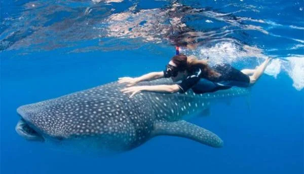 Bone Bolango Whale Shark Swimming and Coral Snorkeling