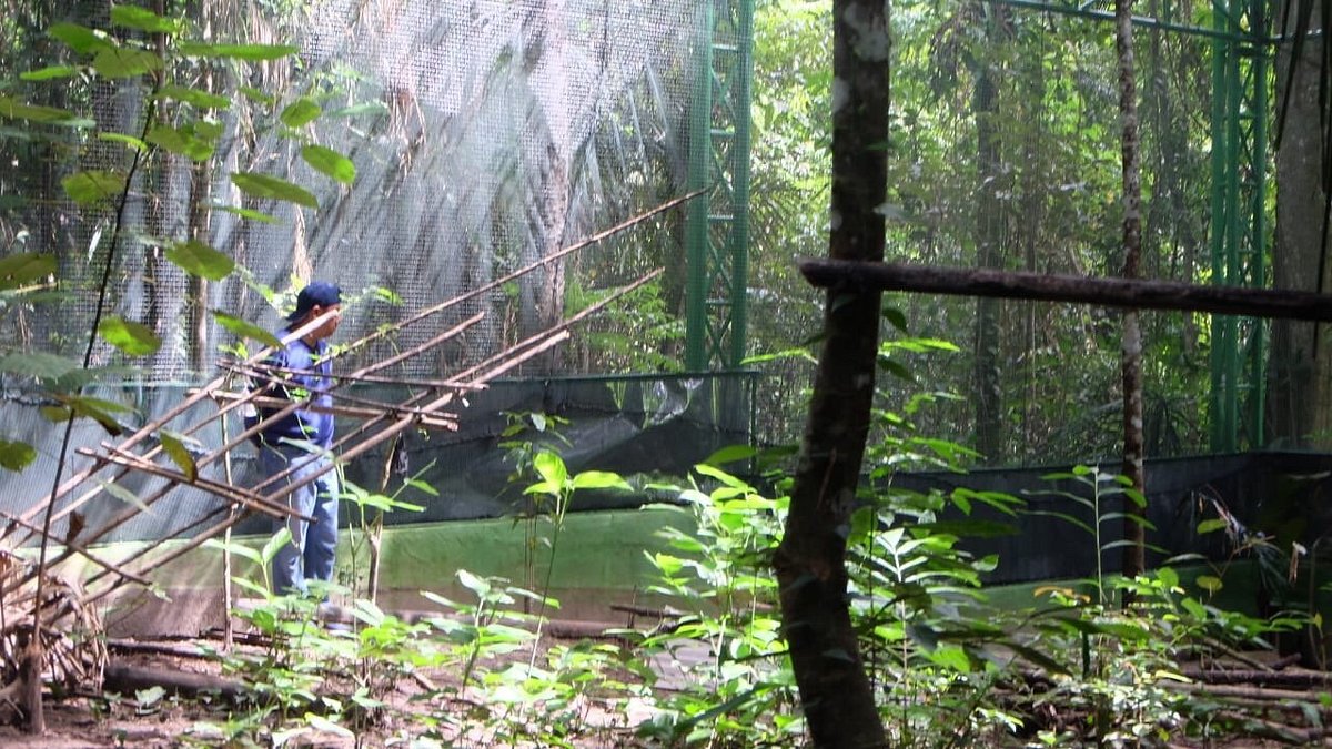 Hungayono National Park Rainforest Trekking