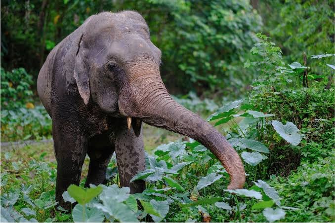 Sumatran Critically Endangered Wildlife