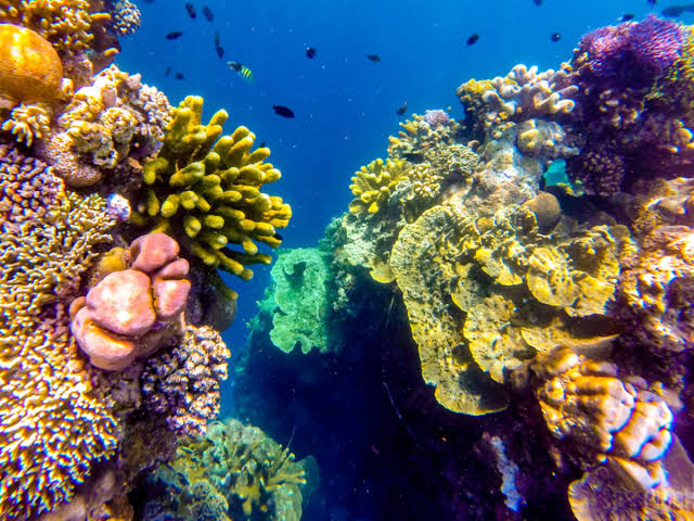 Bunaken Island Coral Reef Snorkeling