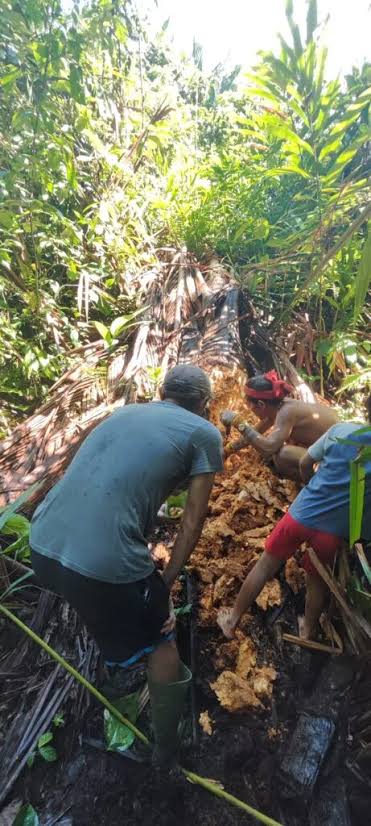 Mentawai Tribe Sago Harvesting Tattooing and Arrow Making