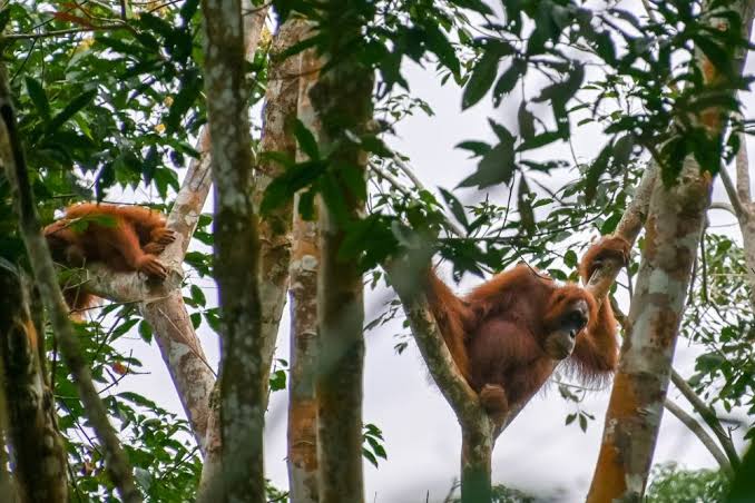 UNESCO National Parks Sumatra