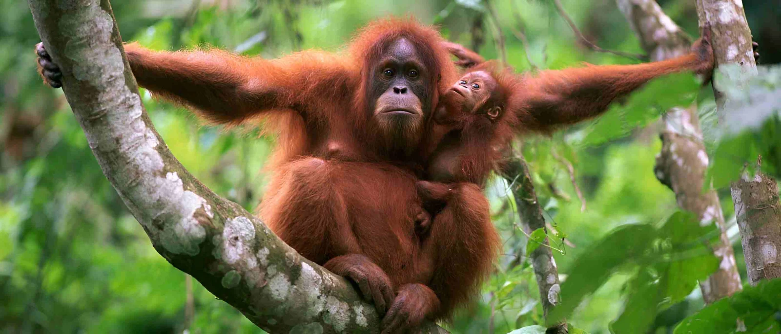 Kalimantan Borneo Expedition Wallacea Tour